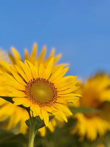 ★夏期休業のお知らせ★