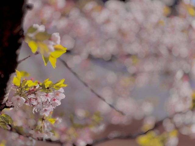 春って、なんかいいよね。